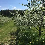 木屋 Laeeahon Omena House In The Middle Of Nature Pornainen