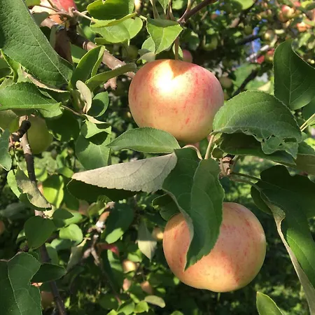 Laeeahon Omena House In The Middle Of Nature شاليه Pornainen
