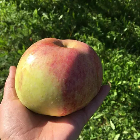 Laeeahon Omena House In The Middle Of Nature Pornainen