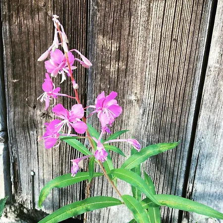 شاليه Laeeahon Omena House In The Middle Of Nature Pornainen