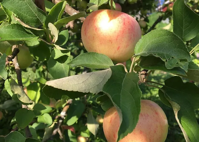 Laeeahon Omena House In The Middle Of Nature شاليه Pornainen