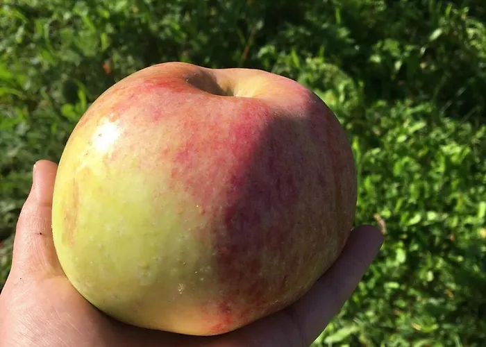 Laeeahon Omena House In The Middle Of Nature Pornainen