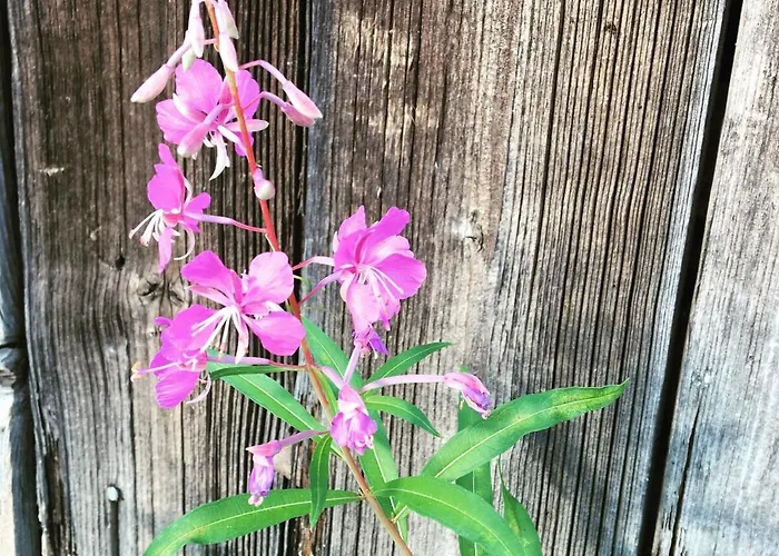شاليه Laeeahon Omena House In The Middle Of Nature Pornainen